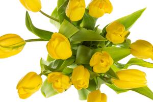 Delikatne żółte tulipany Fototapeta na ścianę delikatne żółte tulipany