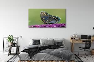 Obraz na płótnie Kolorowy motyl na kwiatach