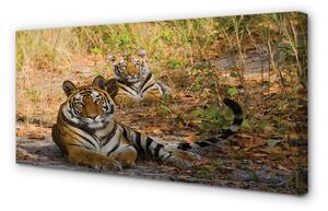 Obraz na płótnie Tygrysy