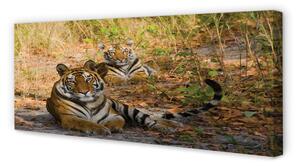 Obraz na płótnie Tygrysy