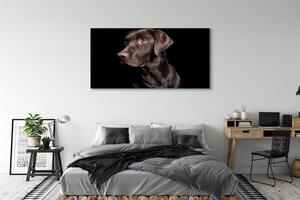 Obraz na płótnie Brązowy pies
