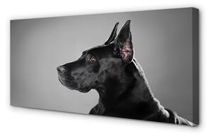 Obraz na płótnie Czarny pies