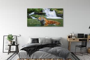 Obraz na płótnie Tygrys wodospad