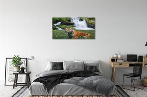 Obraz na płótnie Tygrys wodospad