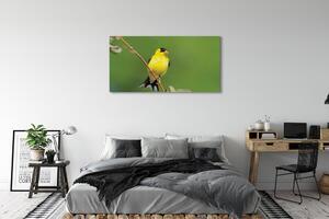 Obraz na płótnie Żółta papuga