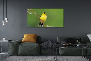 Obraz na płótnie Żółta papuga