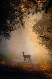 Fotografia See the lights Side view of fallow, PAOLO STOPPANI / 500px