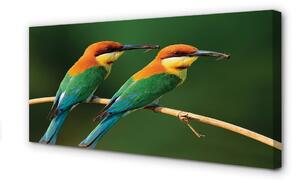 Obraz na płótnie Kolorowe papugi na gałęzi