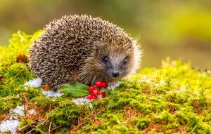 Fotografia Hedgehog in Winter Wild, Callingcurlew23