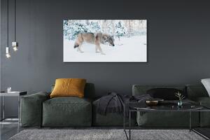 Obraz na płótnie Wilk zima las