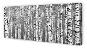 Obraz na płótnie Czarno-białe drzewa