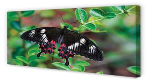 Obraz na płótnie Liście kolorowy motyl
