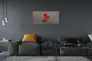 Obraz na płótnie Czerwona papuga na gałęzi