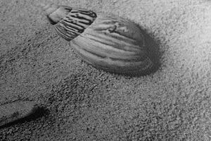Obraz muszle na piaszczystej plaży w wersji czarno-białej
