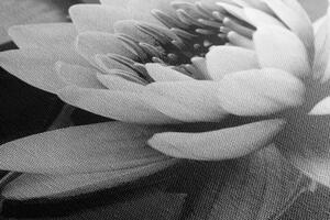 Obraz kwiat lotosu w jeziorze w wersji czarno-białej