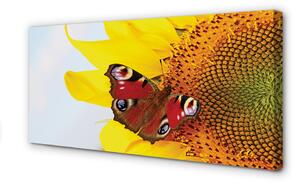 Obraz na płótnie Słonecznik motyl