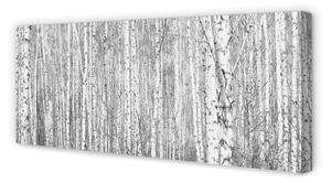Obraz na płótnie Czarno-białe drzewa las