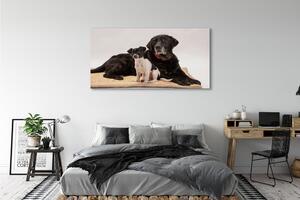 Obraz na płótnie Leżące psy