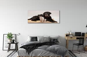 Obraz na płótnie Leżące psy