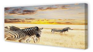 Obraz na płótnie Zebry pole zachód słońca