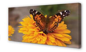 Obraz na płótnie Kolorowy motyl kwiat