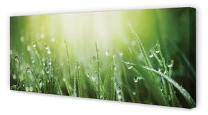 Obraz na płótnie Krople trawa słońce