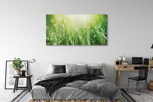 Obraz na płótnie Krople trawa słońce