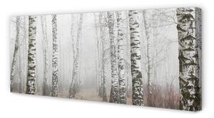 Obraz na płótnie Mgła brzozy