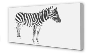 Obraz na płótnie Malowana zebra