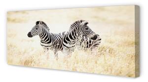 Obraz na płótnie Zebry pole
