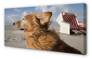Obraz na płótnie Brązowy pies plaża