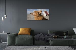 Obraz na płótnie Brązowy pies plaża