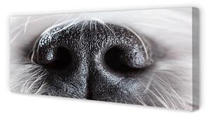 Obraz na płótnie Nos psa