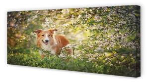 Obraz na płótnie Pies las kwiaty