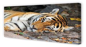Obraz na płótnie Leżący tygrys