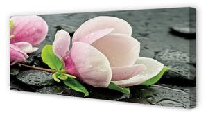 Obraz na płótnie Magnolia kamienie