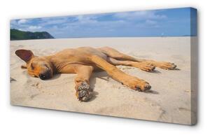 Obraz na płótnie Leżący pies plaża