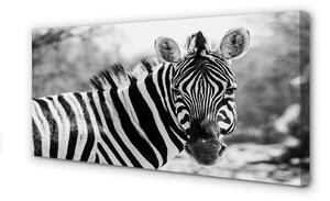 Obraz na płótnie Retro zebra