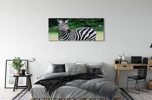 Obraz na płótnie Zebra pole