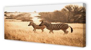 Obraz na płótnie Zebra pole zachód słońca