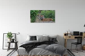 Obraz na płótnie Las tygrys
