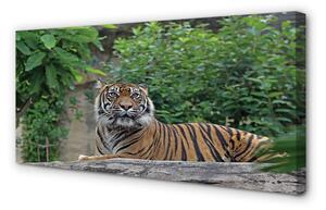Obraz na płótnie Las tygrys