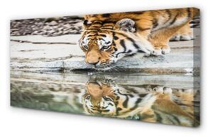 Obraz na płótnie Pijący tygrys