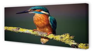 Obraz na płótnie Kolorowy ptak na gałęzi