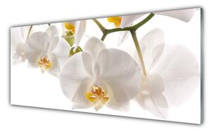 Obraz Szklany Kwiaty Roślina Przyroda