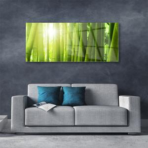 Obraz na Szkle Bambus Roślina