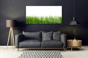 Obraz na Szkle Trawa Natura Roślina