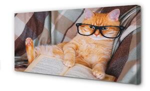 Obraz na płótnie Czytający kot