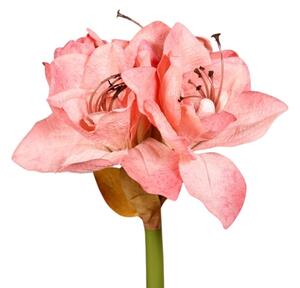 Sztuczny Amarylis 73 cm - różowy