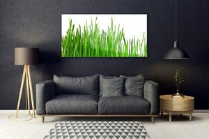 Obraz na Szkle Trawa Roślina Natura